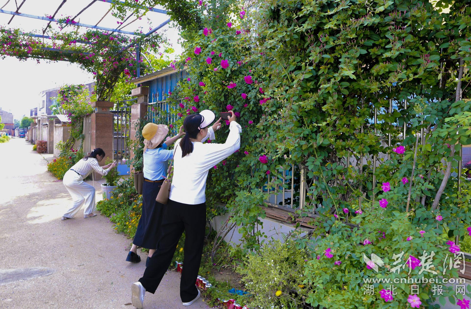 云夢縣城關(guān)鎮(zhèn)肖李社區(qū)二里灣村民家的庭院吸引了不少城里的游客前來拍照打卡。.jpg.jpg